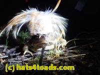 /home//u458753944/public_html/sourcegallery///////////////////////////Roxborough Toad Detour/2022/2022-03-19/P3190925.JPG